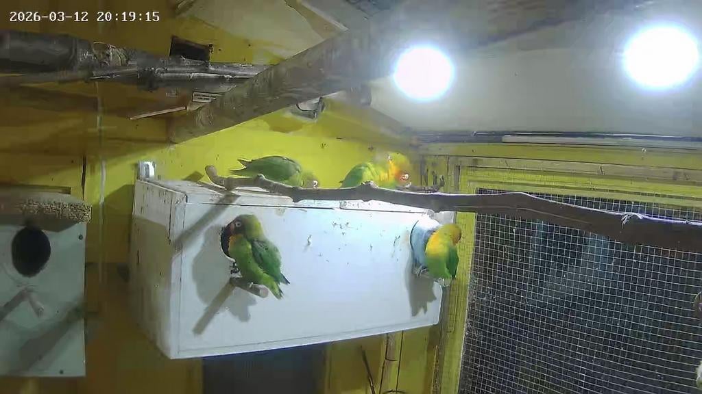 14 agapones tekoop+ nest kasten en wat spul moet weg, Dieren en Toebehoren, Meerdere dieren, Overige soorten