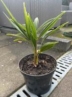 Palmboom Trachycarpus Fortunei, Tuin en Terras, Planten | Tuinplanten, Ophalen of Verzenden