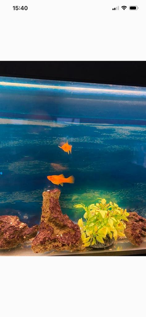 2 zwaarddrager vrouwtjes ruilen, Dieren en Toebehoren, Vissen | Aquariumvissen, Vis