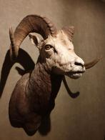 Uniek opgezette Steenschaap (Stonesheep) – zeldzaam, Ophalen, Zo goed als nieuw, Wild dier, Opgezet dier