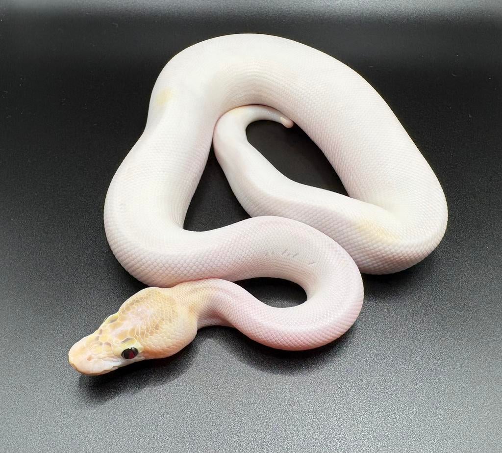 1.0 Ivory Pied ball python regius te koop, Slang, Tam, 0 tot 2 jaar