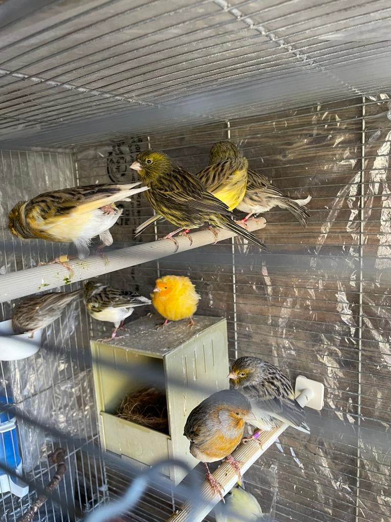 Prachtig groepje manmelijke broedrijp kanaries te koop, Dieren en Toebehoren, Vogels | Kanaries, Zangkanarie, Mannelijk