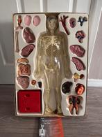 Anatomie model, Ophalen of Verzenden, Zo goed als nieuw, Meerdere media