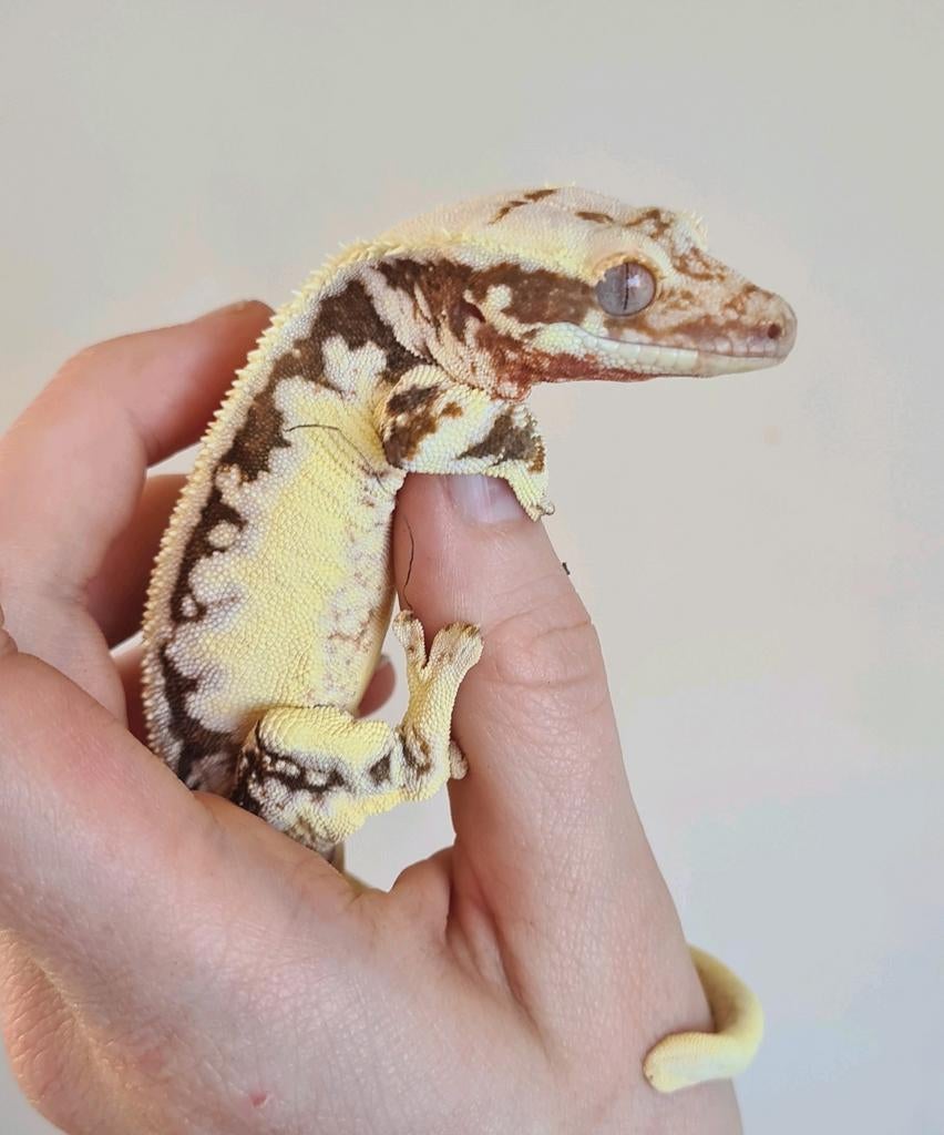Mooi wimpergekko vrouwtje lilly white rood Crested Gecko - female for sale from Siyofome