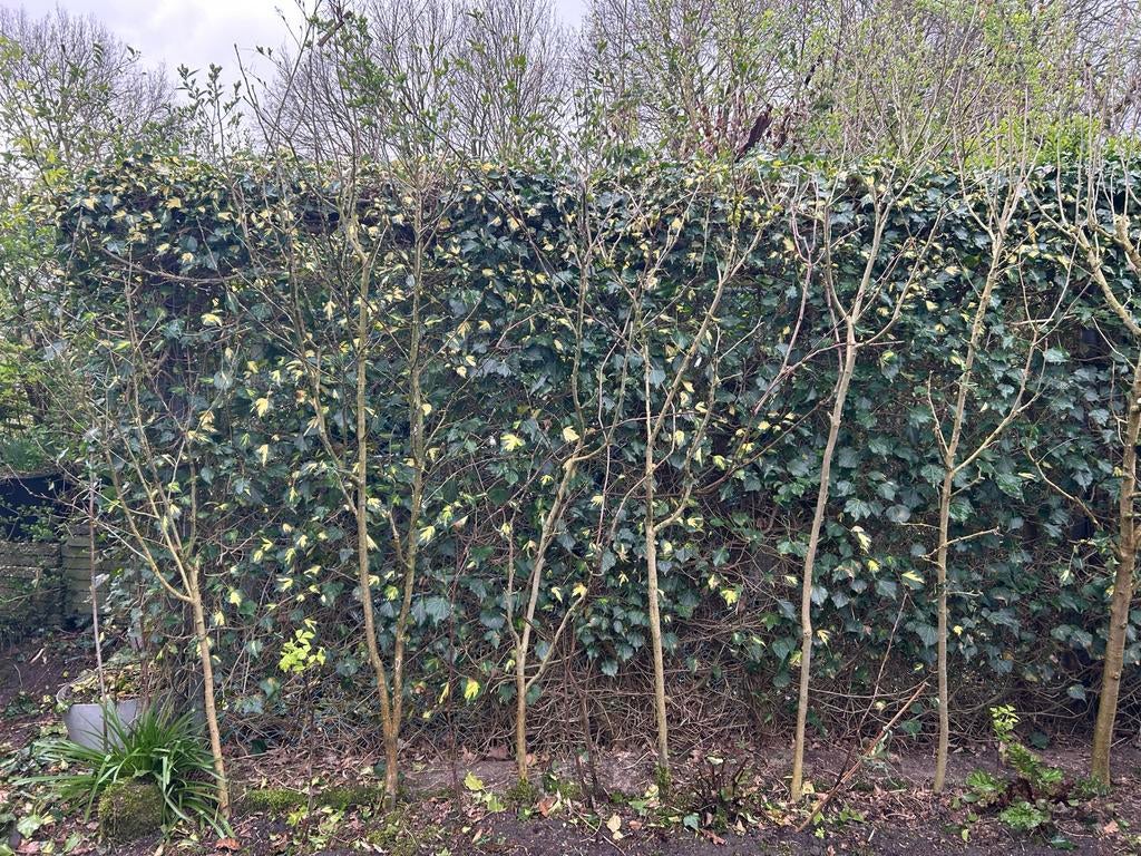 Hibiscus boompjes struik wit rood hart en paars, Volle zon, Vaste plant, Zomer, Ophalen