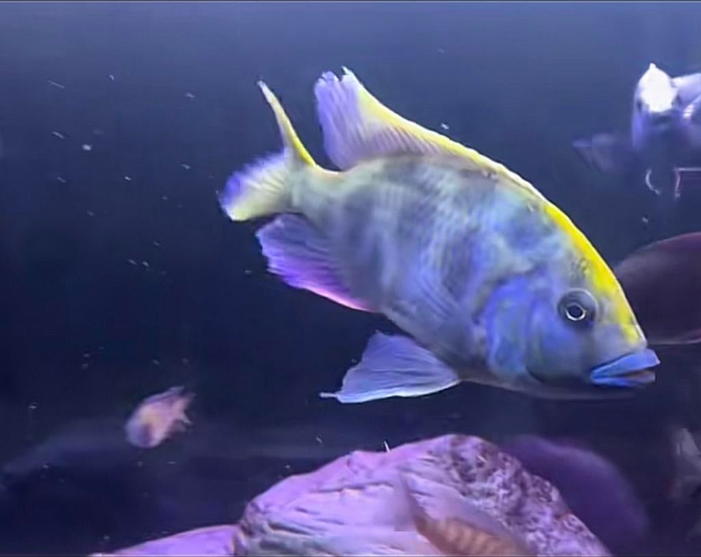 venustus malawi, Vis, Zoetwatervis