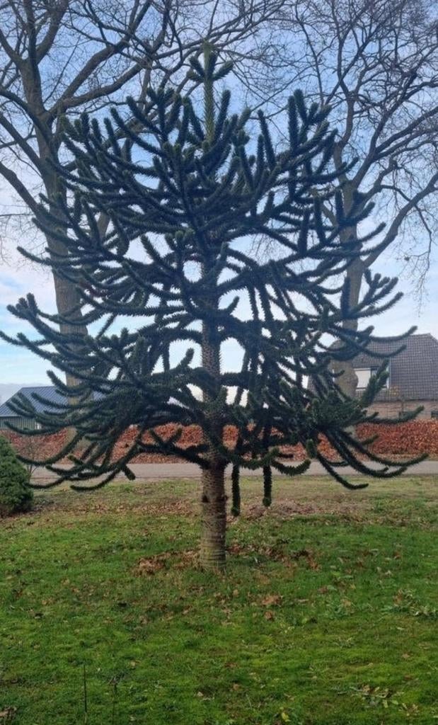 Apenboom, Ophalen