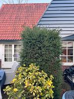 Gratis Haag - 3 meter breed, zelf uitgraven!, Ophalen, Taxus, Haag, 100 tot 250 cm