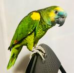 Supertamme / handtamme lieve blauwvoorhoofd amazone papegaai, Dieren en Toebehoren, Vogels | Parkieten en Papegaaien, Mannelijk