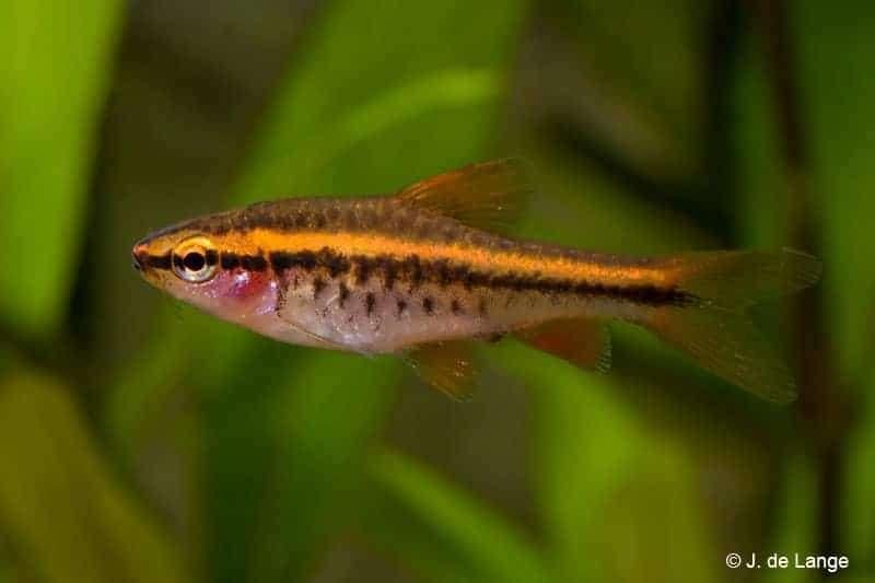 1x sherrybarbeel 4cm scholenvis, Vis, Zoetwatervis, Schoolvis