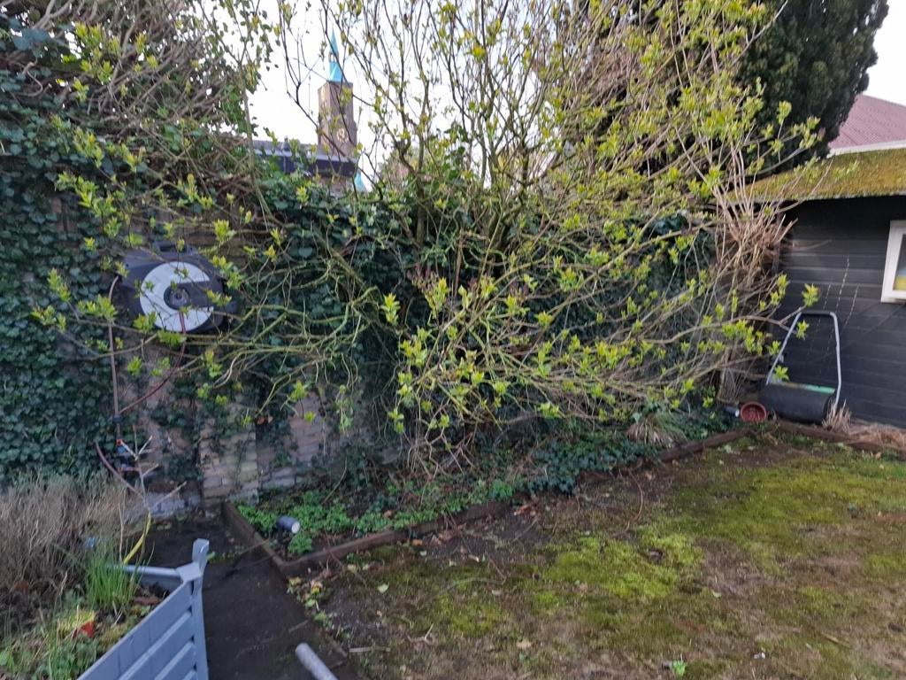 Grote Sering/Syringa struik "Dark purple", Tuin en Terras, Ophalen, Overige soorten, Halfschaduw