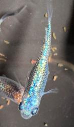 Medaka / Japanse Rijstvis - Moonflower, Dieren en Toebehoren, Vissen | Aquariumvissen, Vis