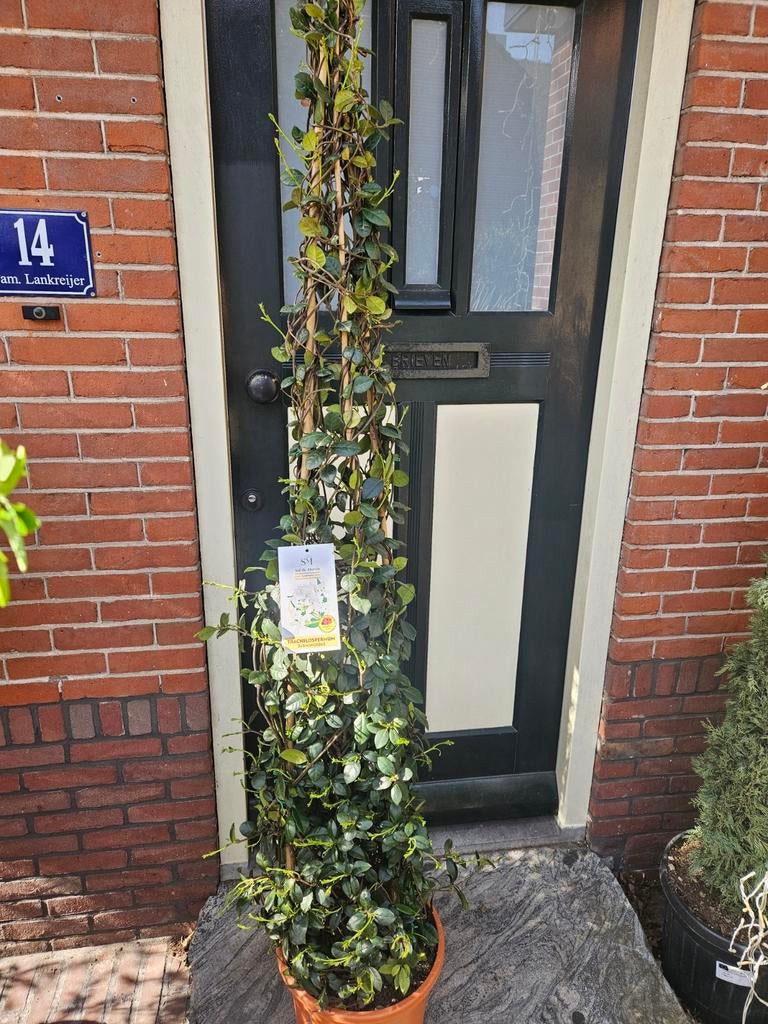 Toscaanse Jasmijn; enkele plant of pyramide, Tuin en Terras, Planten | Bomen, Volle zon, Ophalen of Verzenden, 100 tot 250 cm
