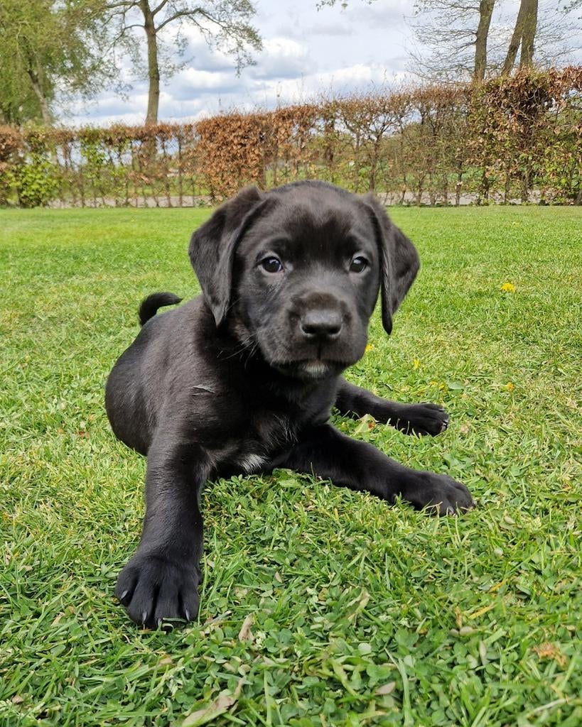 Unieke pups, Dieren en Toebehoren, Honden | Retrievers, Spaniëls en Waterhonden, Meerdere dieren, Overige rassen, Particulier