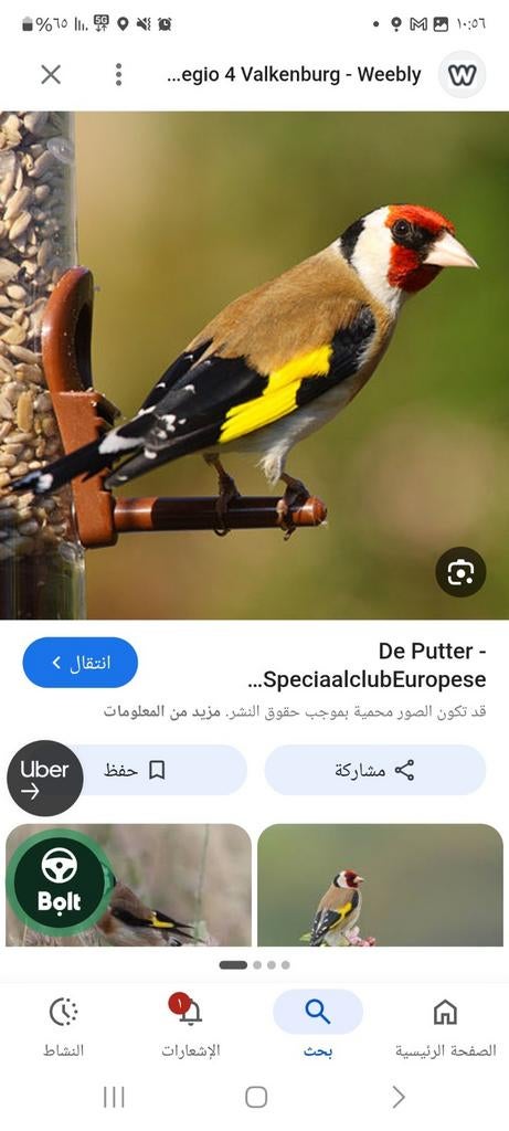 Bloem putter, Mannelijk, Wildzangvogel, Geringd