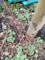 Betonijzer 8mm 6mtr 5 stuks, Doe-het-zelf en Verbouw, Metalen, Ophalen