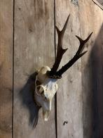 Reebok schedel (2), Ophalen of Verzenden, Nieuw, Hert, Schedel