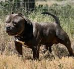 American bully pocket dekreu, Parvo, Particulier, Reu, 1 tot 2 jaar