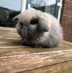 Mega mooi & compact minilop rammetje, Dieren en Toebehoren, Konijnen, Mannelijk, Dwerg, Hangoor, 0 tot 2 jaar