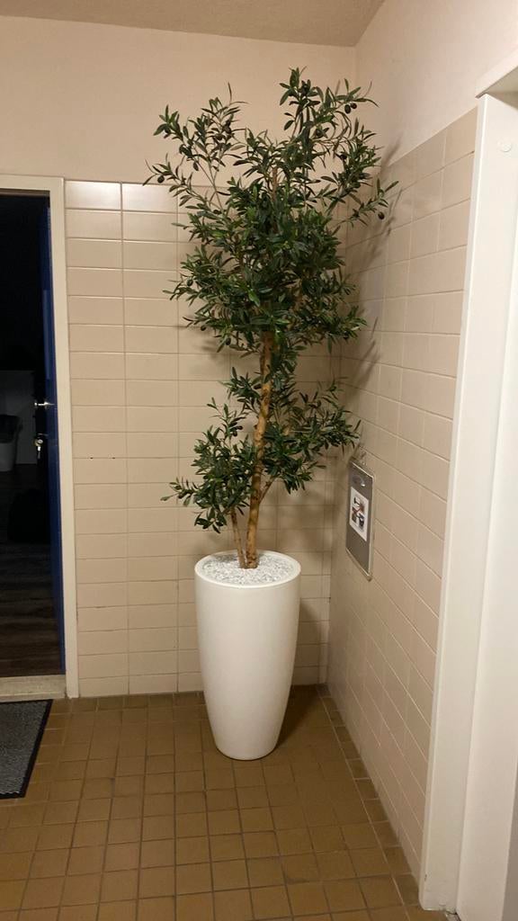 Olijfboom, zgan, in grote witte pot, Ophalen, Zo goed als nieuw