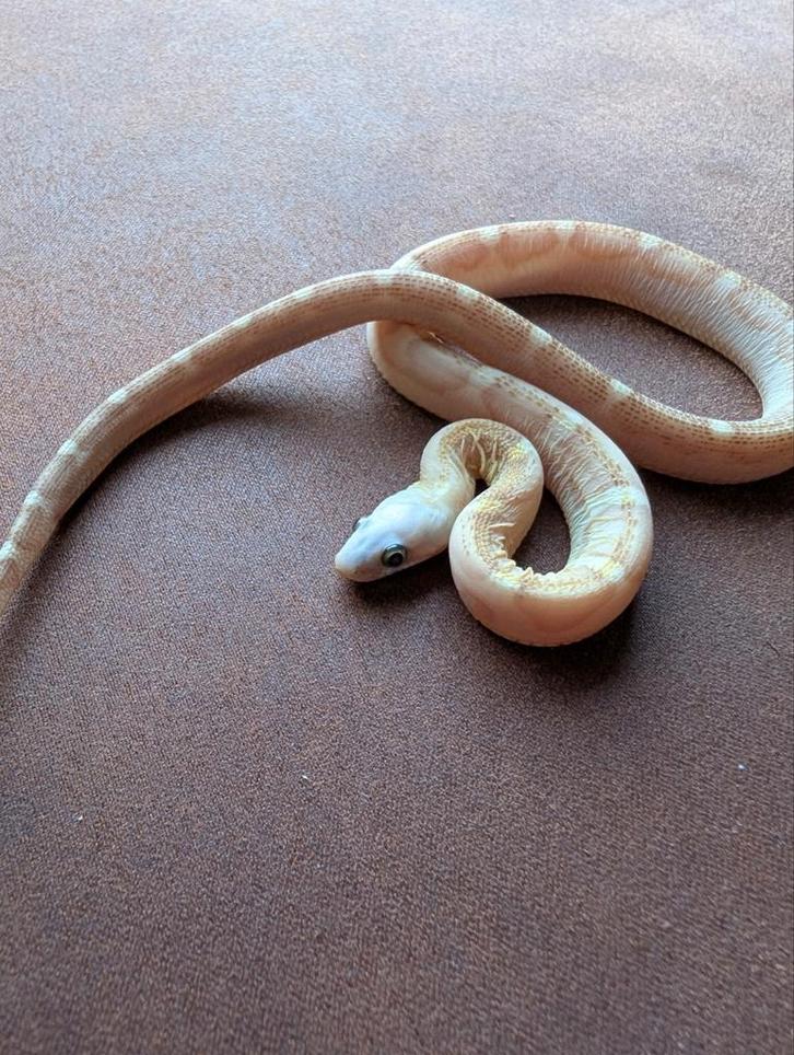 0.1 Scaleless motley amber 100% heterozygoot Amel (butter)