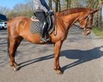 Brave makkelijk te rijden 9 jr allrounder 1,68 mtr, Dieren en Toebehoren, Paarden, Merrie, 7 tot 10 jaar, Met stamboom, B