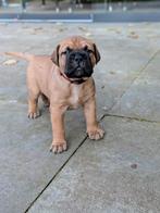 bullmastiff pups, Parvo, Overige rassen, 8 tot 15 weken, Meerdere