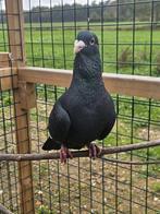 Puffer zoekt een huisje! (Sierduif), Mannelijk, Overige soorten