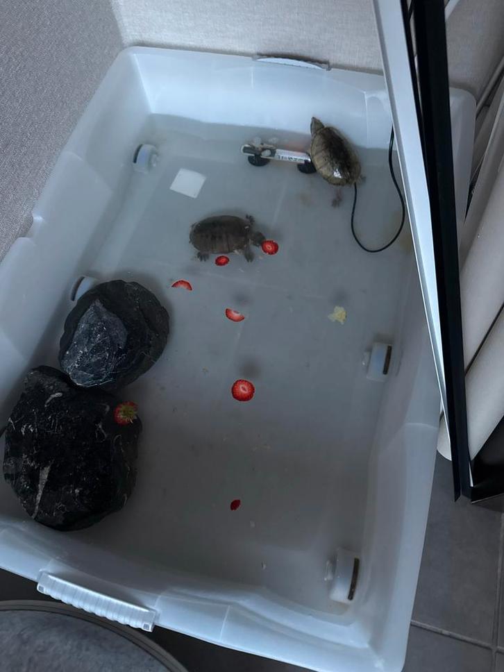 2 waterschildpadden Turtle - unknown for sale from Tiara Van lieshout