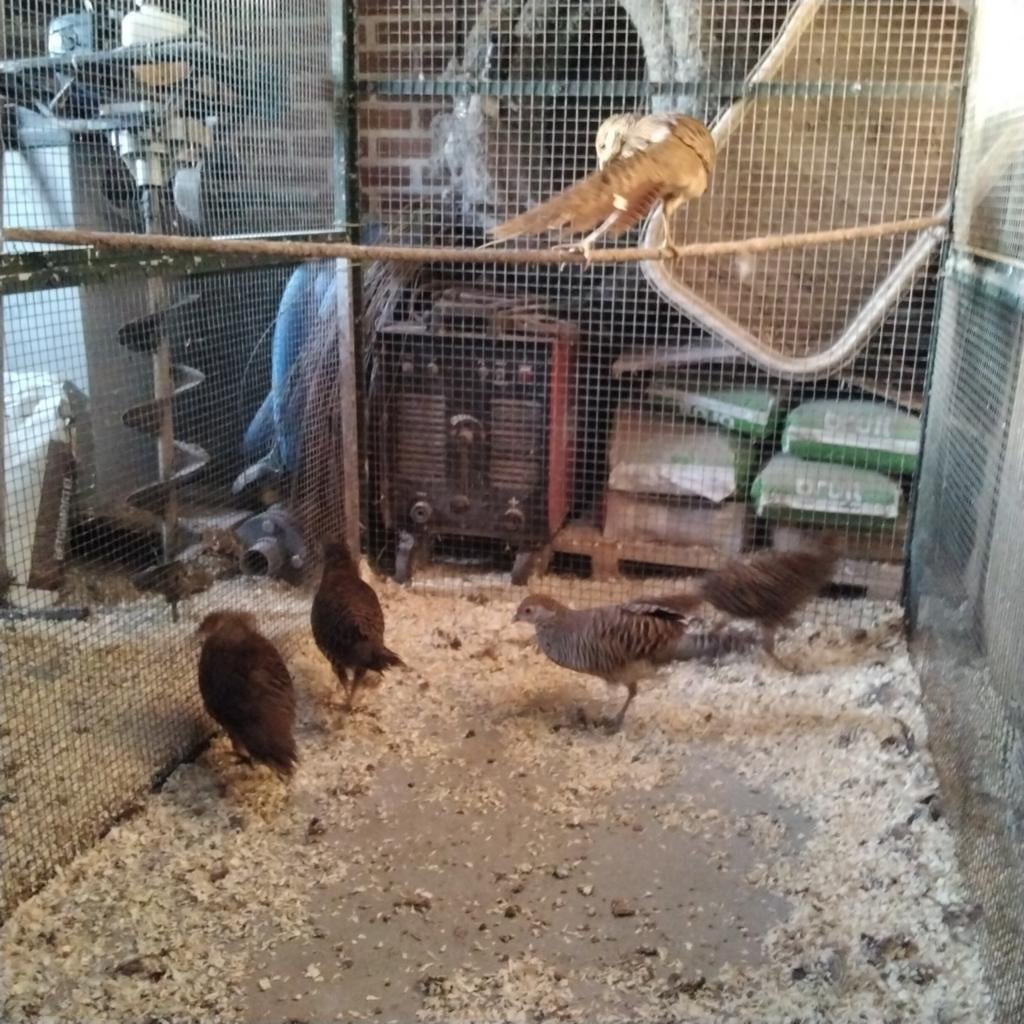 Goudfazanten, Meerdere dieren, Kip