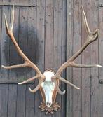 Prachtig edelhert gewei op schedel – XXL blikvanger, Ophalen, Zo goed als nieuw, Hert, Gewei of Kop