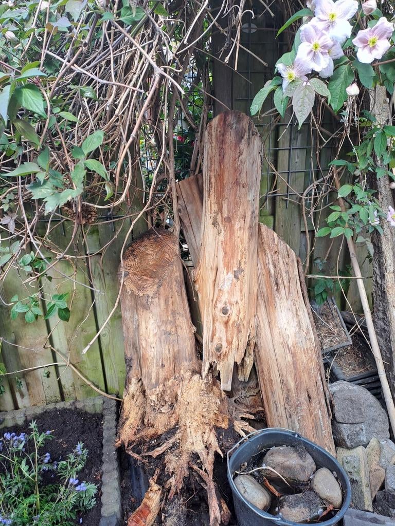 Gratis af te halen: Coniferen stammen voor openhaardhout, Tuin en Terras, Haardhout, Minder dan 3 m³, Ophalen, Overige houtsoorten