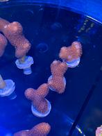 Porites bordeaux stekken, Dieren en Toebehoren, Overige typen