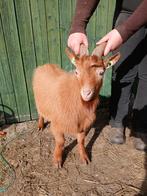 Geiten bokje te koop, Mannelijk, Geit