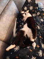 Aangeboden: gouden mandje voor vrouwtjes kitten, Januari, Vrouwelijk