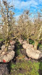 Perenbomen Doyenne du Comice Handpeer 38 jaar, Ophalen, 250 tot 400 cm, Perenboom, Lente