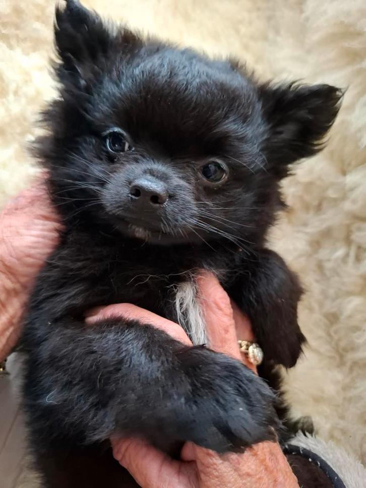 Prachtige gezonde Pomchi pups uit huiselijke kring., Dieren en Toebehoren, Honden | Chihuahua's en Gezelschapshonden, Meerdere dieren