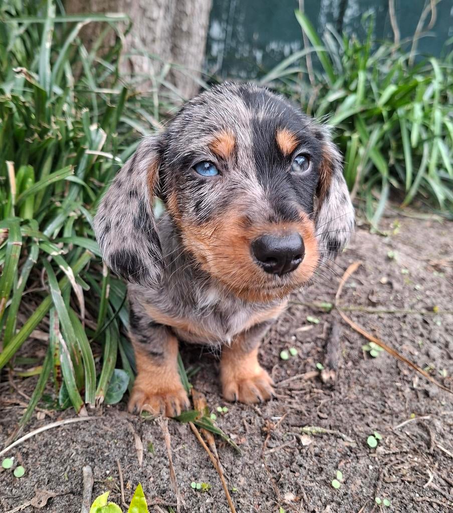 Ruw harige  teckel pups, Dieren en Toebehoren, Honden | Teckels en Dashonden, Dwerg, Meerdere, Meerdere dieren, Ruwhaar