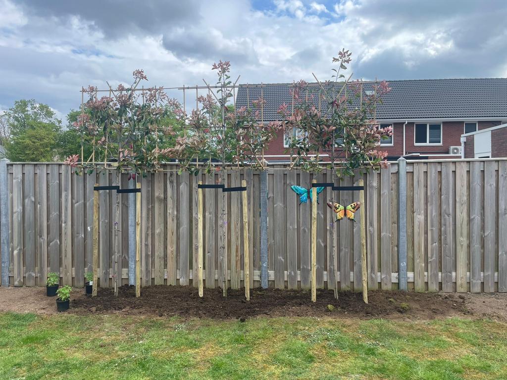 Leibomen ACTIE! Lei Glansmispel - Photinia fraseri Red Robin, Tuin en Terras, Ophalen of Verzenden, Volle zon, Overige soorten