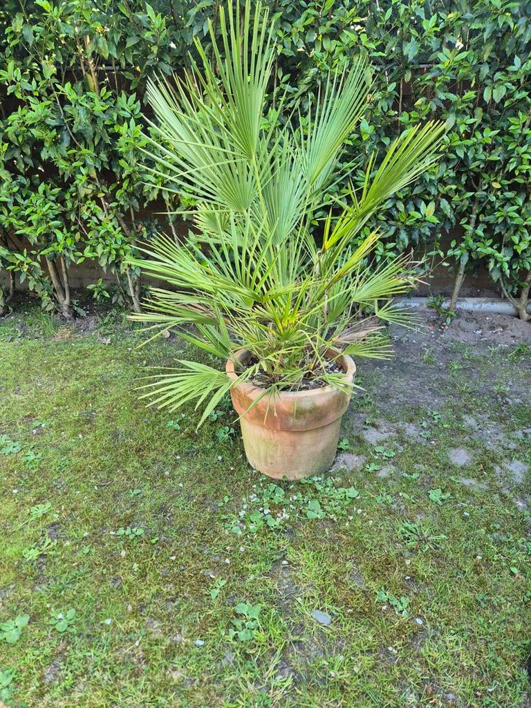 Robuuste Palmboom in Terracotta Pot, Tuin en Terras, Ophalen