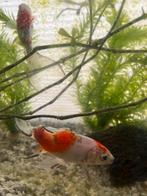 GRATIS! Goudvissen, Vis