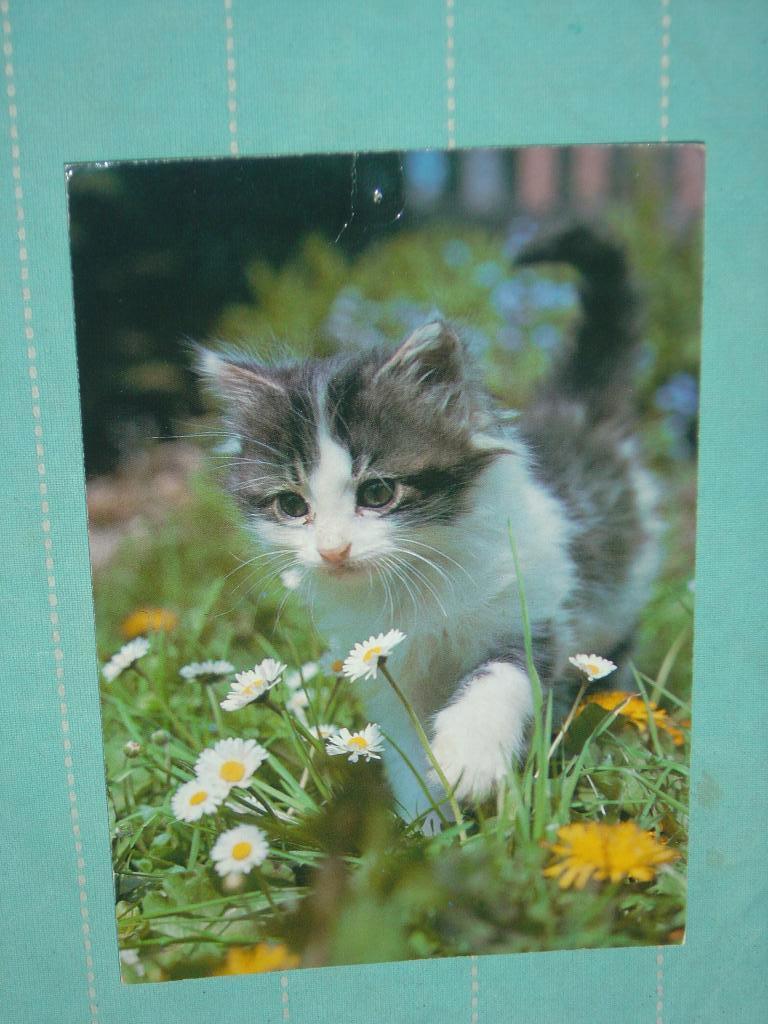 19) kleuren ansichtkaart Poes, Ophalen of Verzenden, 1980 tot heden, Gelopen, Hond of Kat