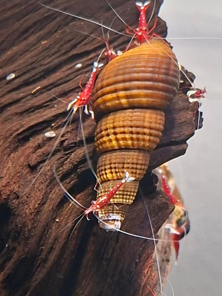 Tylomelania/sulawesi slakken., Dieren en Toebehoren, Slak of Weekdier