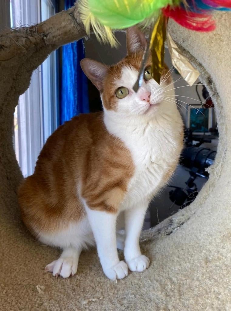 Knuffelpoes Pixie, Dieren en Toebehoren, Katten en Kittens | Overige Katten
