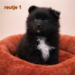 Super mooie pomeriaan ,  dwergkees pups, 8 tot 15 weken, Meerdere, Meerdere dieren, Nederland