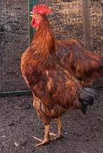 Kippenopvang zoekt goede plek voor prachtige, jonge haan!, Mannelijk, Kip