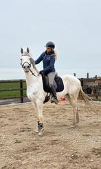 Div Arabische volbloeds (Arabier) (Arabisch), Dieren en Toebehoren, Merrie, Met stamboom, Niet van toepassing, 3 tot 6 jaar