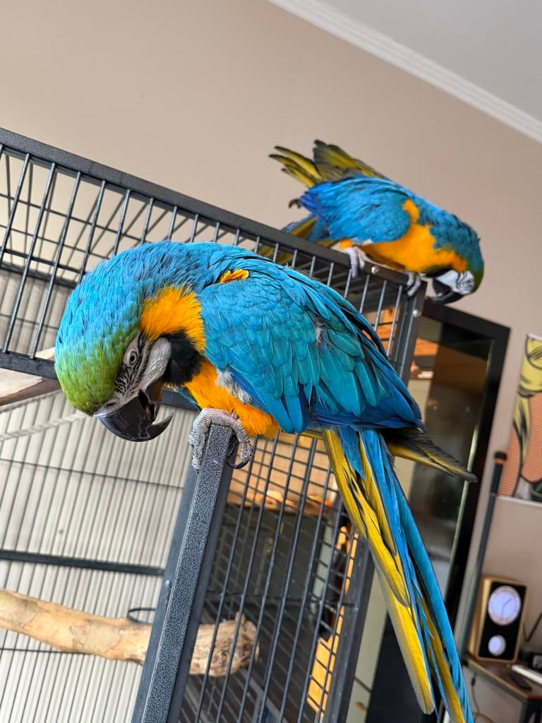 Blauw gele ara koppel zeer mooie grote vogels!, Dieren en Toebehoren, Vogels | Parkieten en Papegaaien, Meerdere dieren, Papegaai