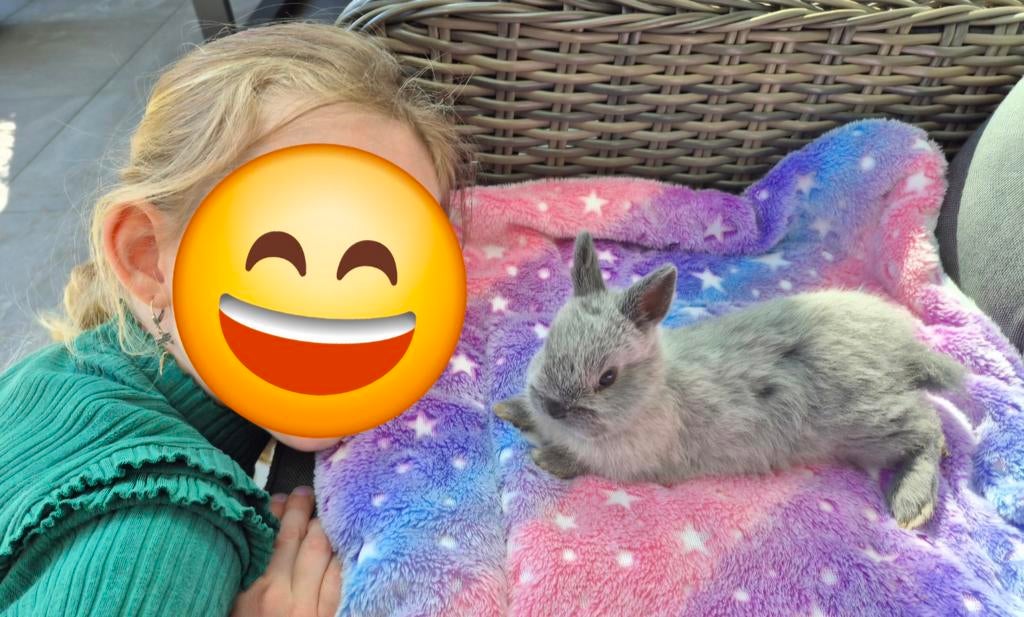 Prachtig super tam mini baby konijntje, Dieren en Toebehoren, Konijnen, Mannelijk, Dwerg, 0 tot 2 jaar