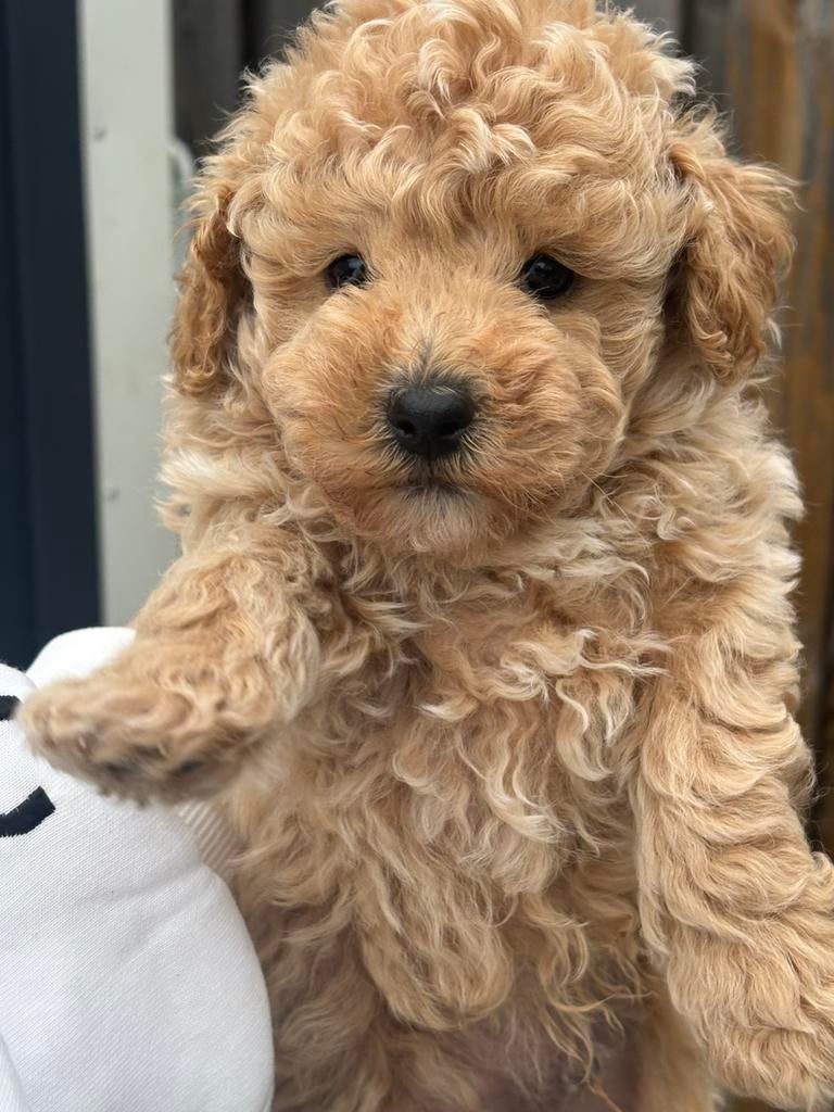 Toy poedel puppy’s, Poedel, HCC (leverziekte), 8 tot 15 weken, Meerdere